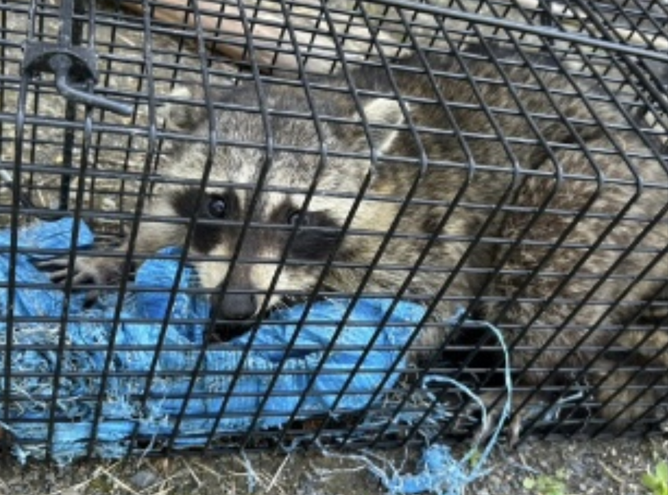 アライグマ駆除