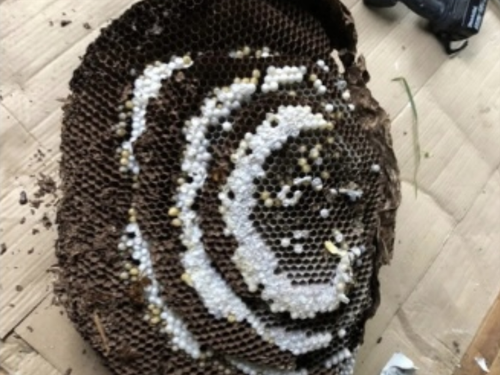 スズメバチ巣除去
