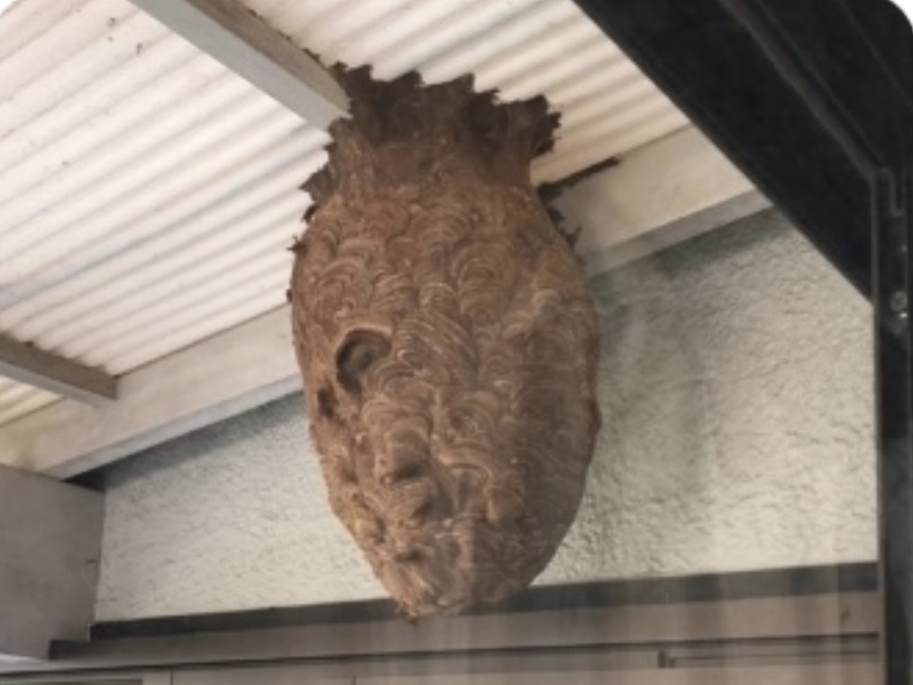 害虫駆除