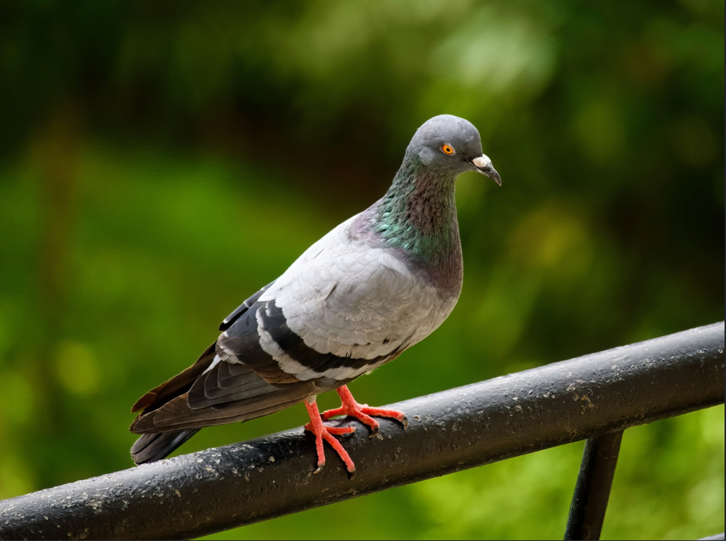 害鳥対策